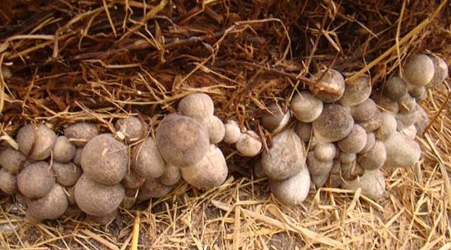 Những lưu ý khi trồng nấm rơm