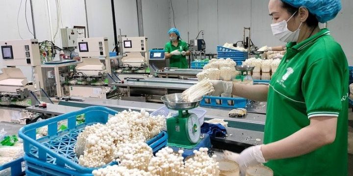 Công ty TNHH Xuất nhập khẩu KINOKO Thanh Cao: Tiên phong trong đổi mới công nghệ nuôi trồng nấm