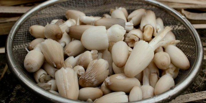6 sai lầm khi sơ chế nấm rơm khiến nấm không ngon và mất đi chất dinh dưỡng